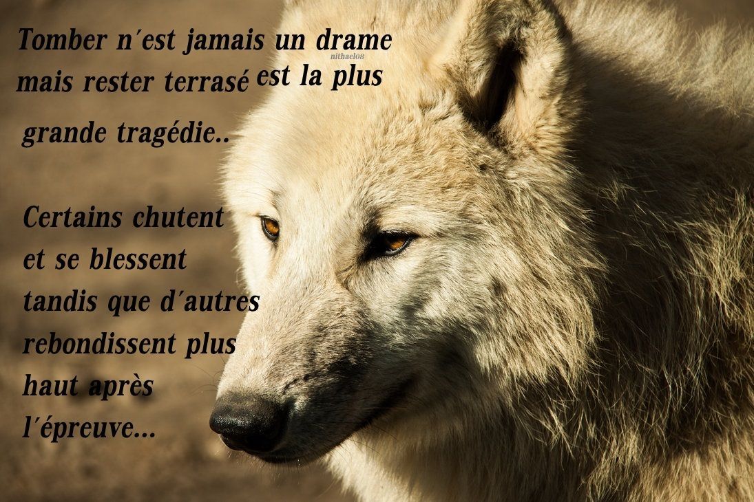 loup citation